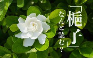 槴子花花語|「梔子」はどんな花？ 花言葉は？ 読み方や由来も紹。